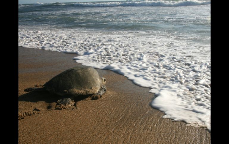 Investigadores creen que navegan apotándose en una combinación de claves geomagnéticas. EL INFORMADOR / ARCHIVO