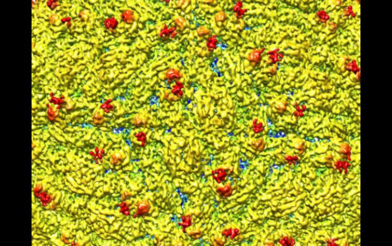 El equipo de científicos de Purdue determinó la estructura del zika con criomicroscopía electrónica. AFP / HANDOUT