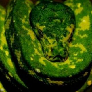 Descubren el color original de una serpiente de hace 10 millones de años
