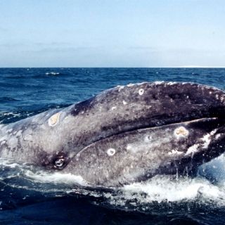 Ballena gris monta espectáculo en playa de sur de California