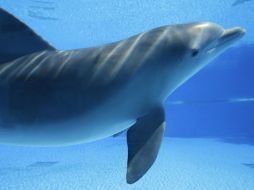 Ante los síntomas de cansancio y estrés que presentaba, se le suministró electrólitos y vitaminas. EL INFORMADOR / ARCHIVO