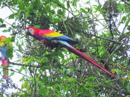 En los últimos años, especies como tucanes, águilas y pericos han visto disminuida su población. NTX / ARCHIVO