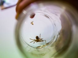 La araña violinista ocasionó por lo menos 200 mil muertes a nivel mundial durante el año pasado. EL INFORMADOR / ARCHIVO