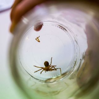 Advierten de daños a salud que provoca la araña violinista