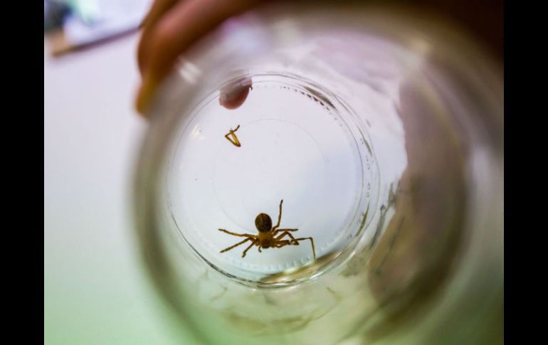 La araña violinista ocasionó por lo menos 200 mil muertes a nivel mundial durante el año pasado. EL INFORMADOR / ARCHIVO