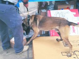 Los agentes acuden acompañados de perros entrenados para detectar drogas. ESPECIAL /