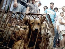 Se calcula que entre 10 y 20 millones de perros son sacrificados cada año en China por su carne. AP /