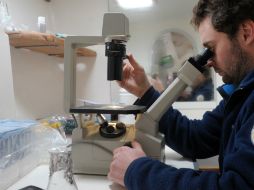 Las células tienen tendencia para convertirse en reguladoras que protegen al cuerpo de varios padecimientos. AFP / ARCHIVO