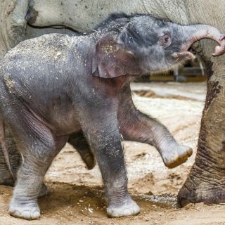 Nace el primer elefante concebido en cautividad en el zoo de Praga
