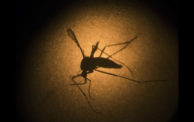 Brasil es el país más afectado por el virus zika. AP / ARCHIVO