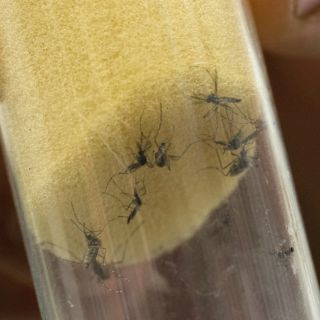 Casa Blanca podría transferir fondos de combate a ébola para zika