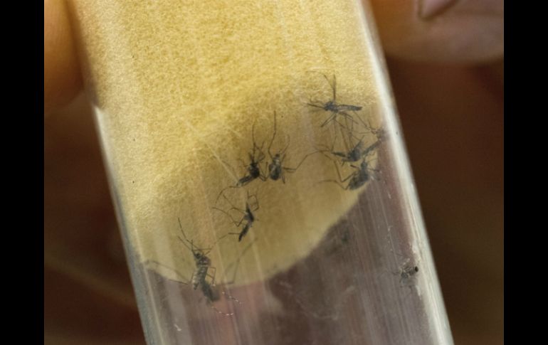 Los investigadores temen que el zika ocasione microcefalia, un grave defecto congénito. EFE / ARCHIVO