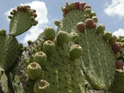 El nopal posee fibras solubles e insolubles como el mucílago, reconocido como la baba de esta cactácea. EL INFORMADOR / ARCHIVO
