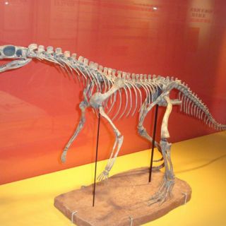 Fósiles del Triásico revelan crecimiento de antecesores de dinosaurios