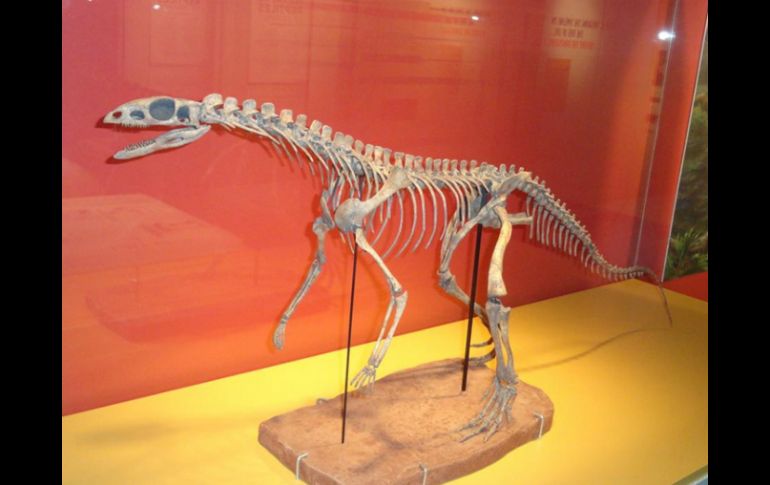 Los restos fosilizados de la nueva especie Asilisaurus kongwe ayudaron a encontrar dichas variaciones. TWITTER / @burkemuseum