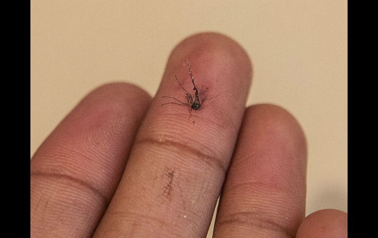 Autoridades insisten en el llamado a la población a seguir las medidas preventivas para evitar la propagación del mosquito. EL INFORMADOR / ARCHIVO