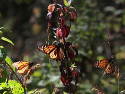 Aunado a la aparición de otros fenómenos, la población de la mariposa ha decrecido en los últimos años. EL INFORMADOR / ARCHIVO