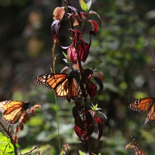 Mariposa Monarca, referente para medir el cambio climático