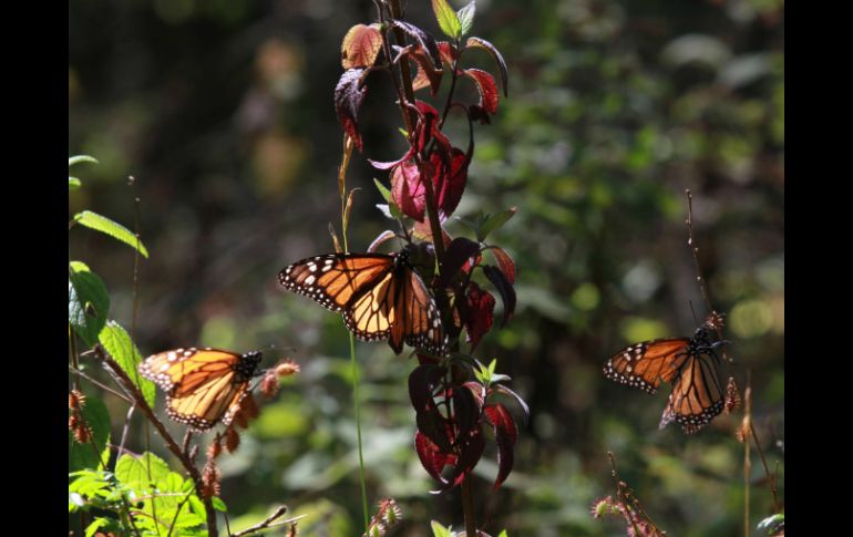 Aunado a la aparición de otros fenómenos, la población de la mariposa ha decrecido en los últimos años. EL INFORMADOR / ARCHIVO
