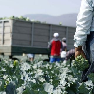 Jalisco capacitará jornaleros para el sector productor de alimentos
