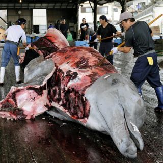 Japón inicia este sábado su temporada de pesca de ballenas