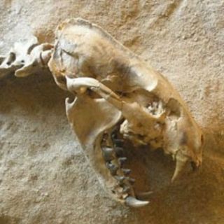 Descubren antepasado de la comadreja semejante al jaguar