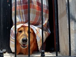 En caso de vómitos o diarreas, es necesaria la atención veterinaria inmediata. NTX / ARCHIVO