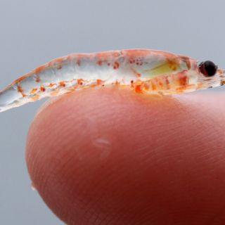 Pingüinos hambrientos a la caza del escaso krill antártico