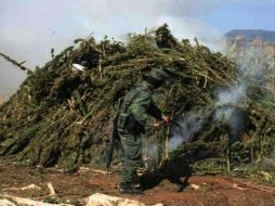 Destacaron la localización e incineración de más de ocho mil 200 kilogramos de mariguana. EL INFORMADOR / ARCHIVO