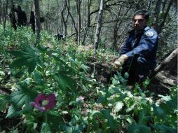 Un plantio de amapola es decomisado. EL INFORMADOR / ARCHIVO