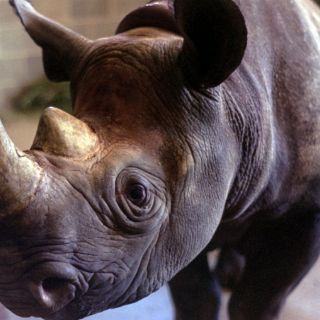 Zimbabue sacrifica a rinoceronte hembra que fue herida por cazadores