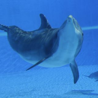 Un fósil da pistas sobre el origen del oído y comunicación del delfín