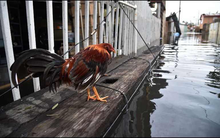 ''María'' azotó Puerto Rico la madrugada del miércoles soplando su furia de categoría 4 y dejó la isla con inundaciones.