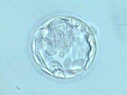 Es la segunda vez que un grupo de médicos chinos causa controversia por experimentos de modificación genética embrionaria. ESPECIAL /