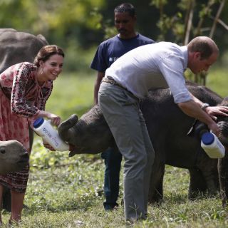 Los duques de Cambridge disfrutan de un safari en la India