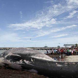 Ballena jorobada muere en costas venezolanas