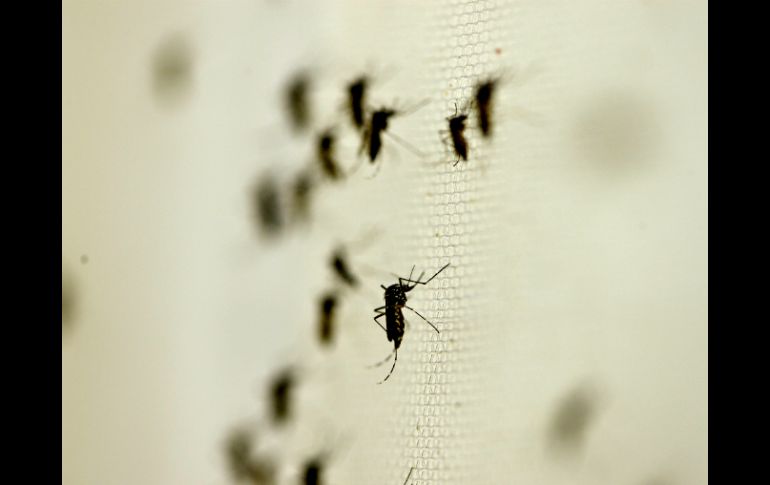 El año pasado Jalisco cerró con más de dos mil casos de dengue, y se prevé que este 2016 presente más casos. NTX / ARCHIVO