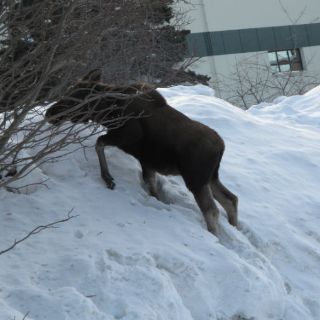 Calentamiento global hace volver a alces a la tundra de Alaska