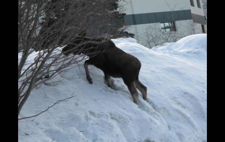 Los alces que habitaron la tundra alascana fueron desapareciendo de manera gradual. AP / ARCHIVO