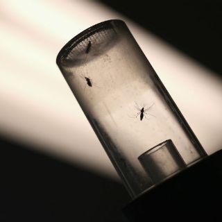 Secretaría de Salud pide no caer en pánico ante zika