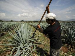 La categoría ''100 por ciento agave'' representó una producción de 35.7 millones de litros. EL INFORMADOR / ARCHIVO