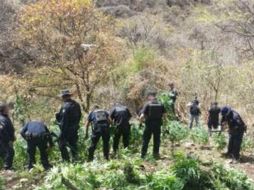 Los sembradíos que fueron incinerados abarcaban 14 mil metros cuadrads y tenían poco más de 171 mil plantas. ESPECIAL /