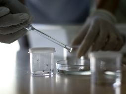 El estudio se centró en la resistencia que algunos mosquitos han desarrollado a un fármaco. EFE / ARCHIVO