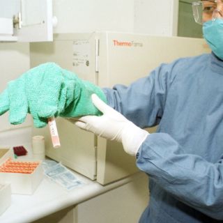 Argentinos hallan 'clave' en el desarrollo embrionario