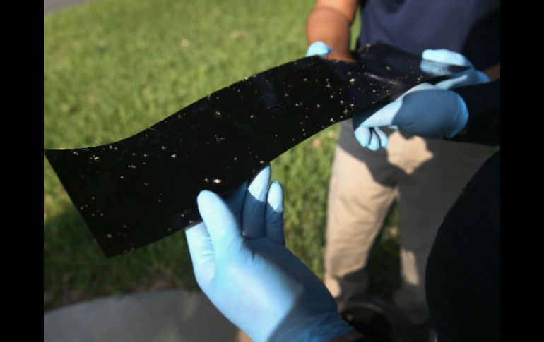 Combina dos cepas de Bacillus thuringiensis, que matan al Aedes aegypti. AFP / J. Moore