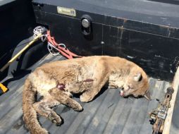 Los oficiales consiguieron alcanzar al animal con dardos tranquilizantes. AP /