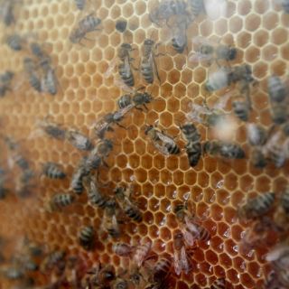 Miel, el oro dulce de los apicultores de Ecatzingo