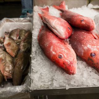 Egresados de la UdeG crean bolsa para mantener congelados los mariscos