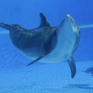 Hembra de delfín devuelta al mar da a luz a una cría