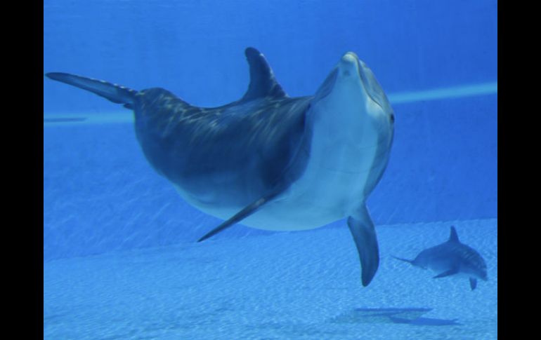 Los animales liberados son monitoreados por expertos de las universidades surcoreanas de Jeju y Ehwa. NTX / ARCHIVO